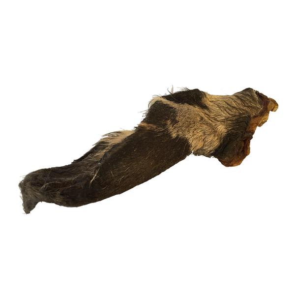 Oreja_vaca_grande